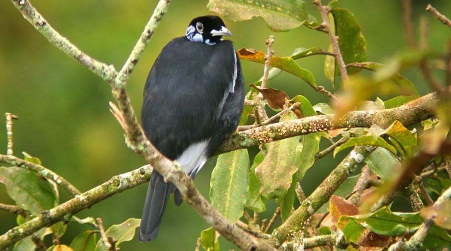 �㾱��ɡ��