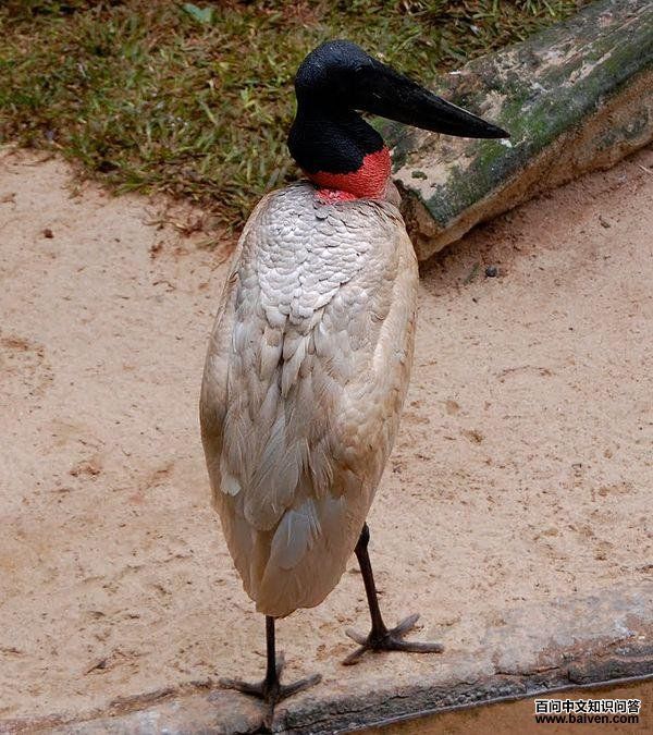 裸颈鹳 裸颈鹳的图片