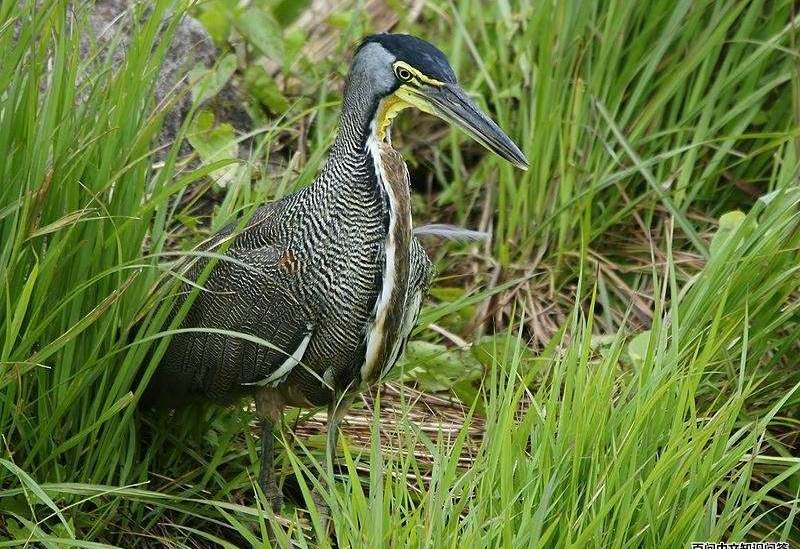 裸喉虎鹭 裸喉虎鹭的图片
