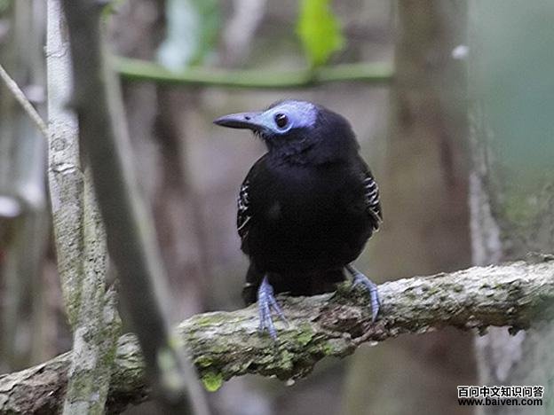 裸顶蚁鸟 裸顶蚁鸟的图片