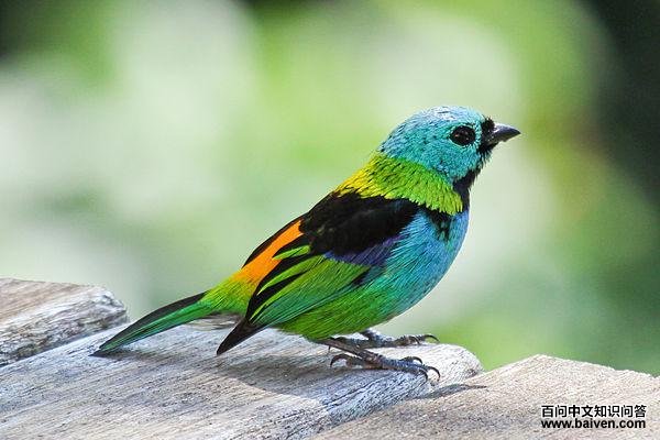 裸鼻雀科 裸鼻雀科的图片