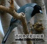 ��������ȸ��