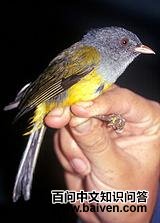 ��ͷ޴����ȸ��