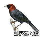 ��ͷ����ȸ��