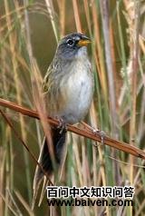 Шβ���c��