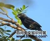 ���ڲ��c��