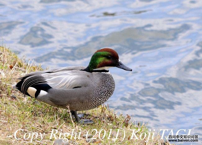 ����Ѽ��ͼƬ