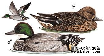 ����Ѽ��̬����ͼ