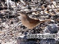 白喉爬地雀 白喉爬地雀的图片