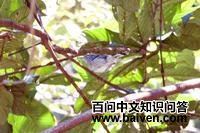 罗来曼蚁鹩 罗来曼蚁鹩的图片