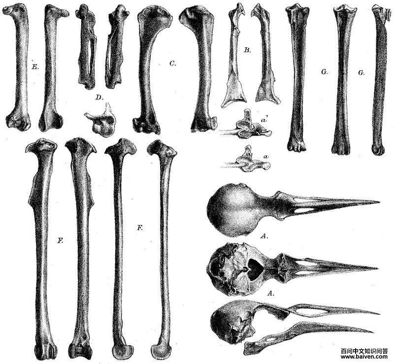 罗迪椋鸟 罗迪椋鸟的图片