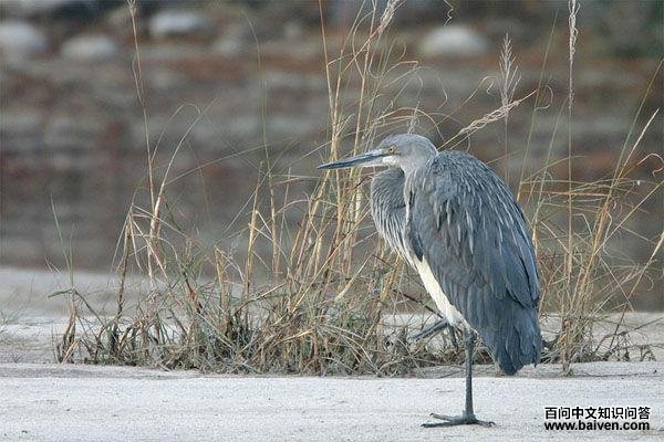 ������ͼƬ