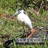 �ڶ�����