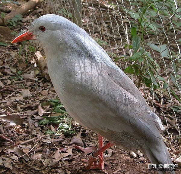 鹭鹤科 鹭鹤科的图片