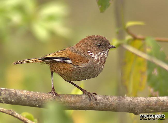 ·��ȸ�̵�ͼƬ