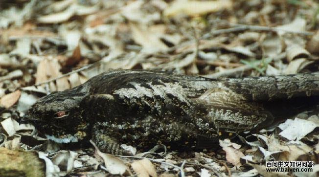 �׺�ë��ҹӥ��ͼƬ