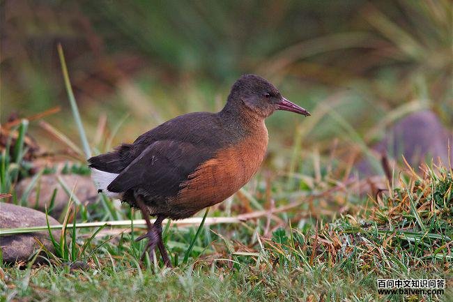 ³������