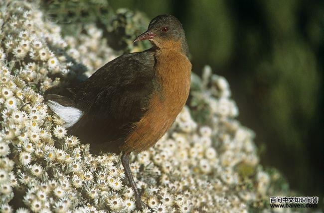 ³������