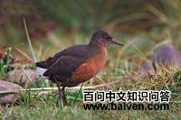 ³��������