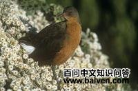 ³��������