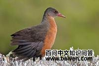 ³��������