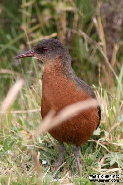 ³������