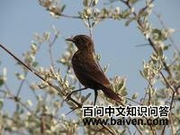 ¬�����S��ͼƬ