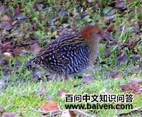 ¬����������ͼƬ