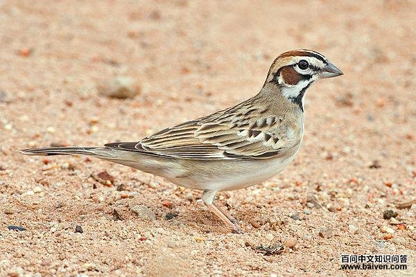 ��ȸ�c����ͼƬ