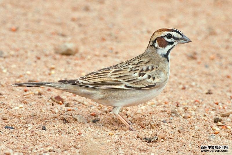 鹨雀鹀 鹨雀鹀的图片