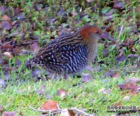 ¬��������ͼƬ