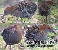 ¬������