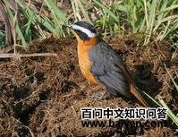 ¬�ϸ��S��ͼƬ