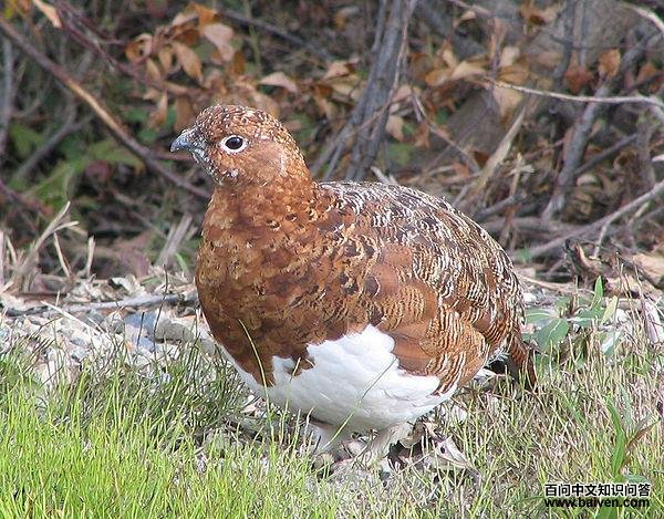 柳雷鸟 柳雷鸟的图片