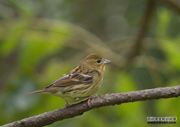 ����c��ͼƬ