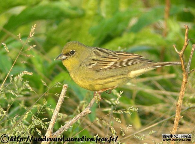 硫黄鹀 硫黄鹀的图片