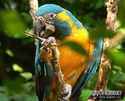琉璃金刚鹦鹉 琉璃金刚鹦鹉的图片