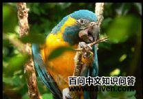 ���ƽ������