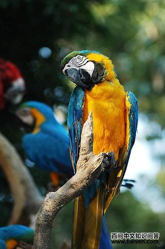 ���ƽ������