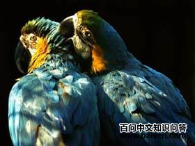 ���ƽ������