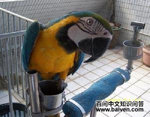 ���ƽ������