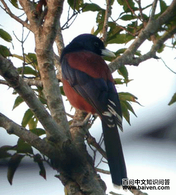 ������ѻ