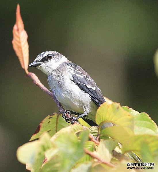 琉球山椒鸟 琉球山椒鸟的图片