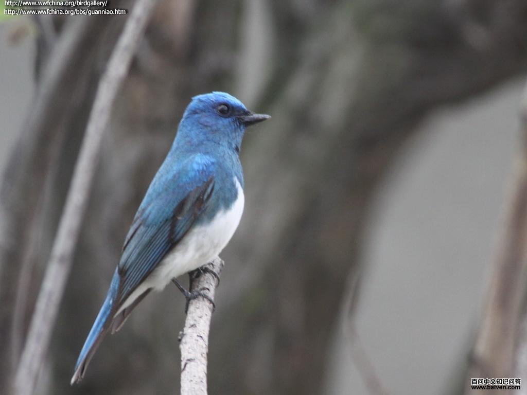 �������l��ͼƬ