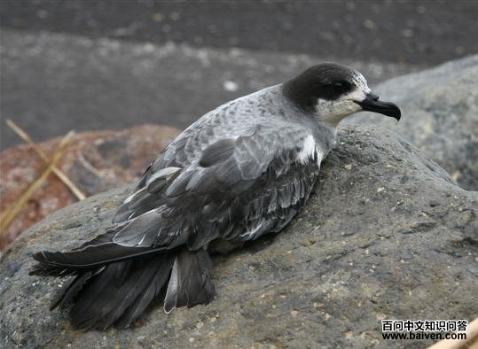 ������Բβ�׵�ͼƬ