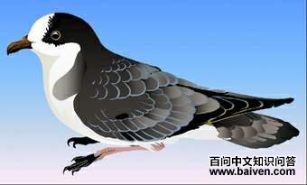 ������Բβ��