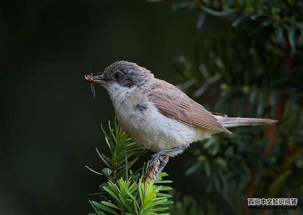 白喉林莺 白喉林莺的图片