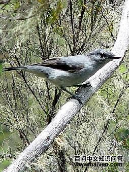 留岛鹃鵙 留岛鹃鵙的图片