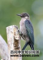 ������ľ���ͼƬ