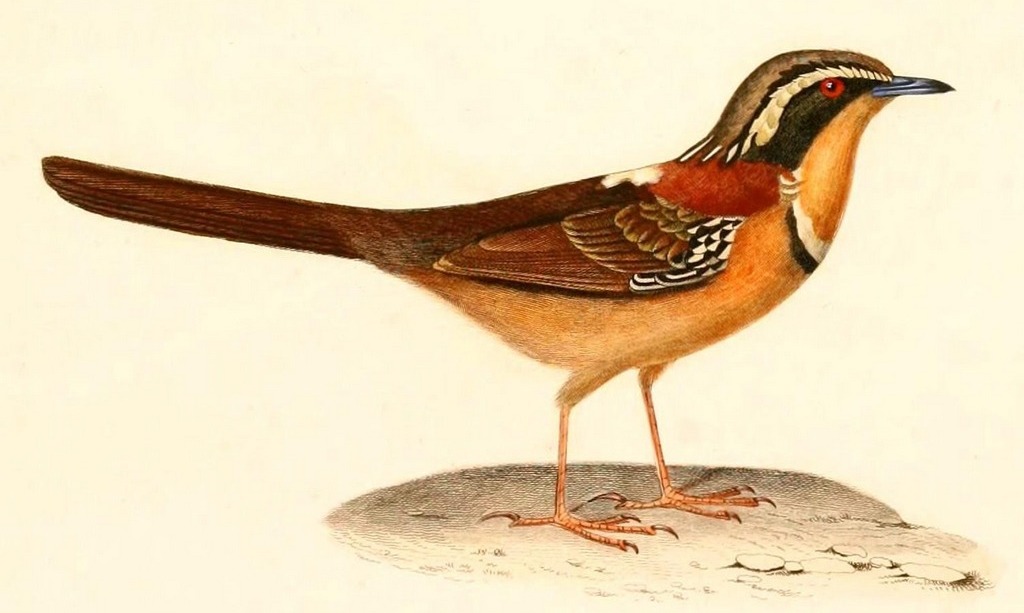 �����ش����ͼƬ